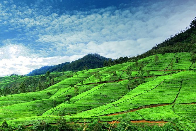 3 Days Kandy, Nuwara Eliya &amp; Yala Tour