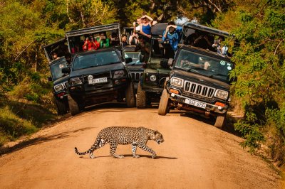 Yala Jeep Safari Day Tour